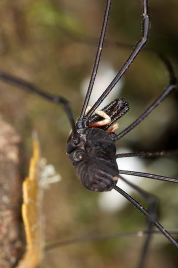 Media type: image;   Invertebrate Zoology 29246